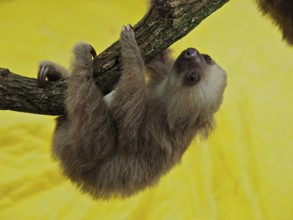 Hoffmann's two-toed sloth (Choloepus hoffmanni), juvenile, captive, Jaguar Rescue Centre, Puerto