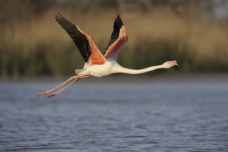 Greater flamingo (Phoenicopterus roseus) taking off, Camargue, Provence, southern France