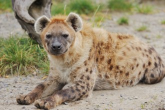 Spotted hyena or spotted hyena (Crocuta crocuta), captive, occurring in Africa