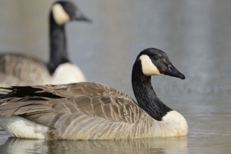 Canada goose (Branta canadensis) swimming on a lake, Bavaria