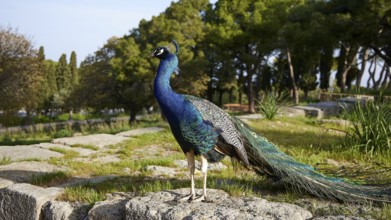 A colourful peafowl (pavo) on ancient stones surrounded by nature and trees, Filerimos, hill not