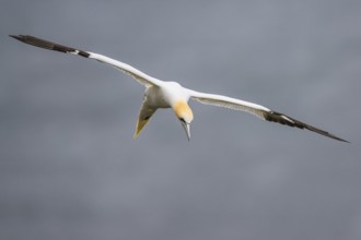 Northern Gannet, Morus bassanus, bird in flight over sea, Bempton Cliffs, North Yorkshire, England,