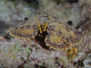 Portrait of American bear crab (Scyllarus americanus) . Dive site John Pennekamp Coral Reef State