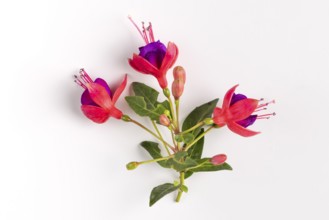 Close-up of fuchsia flowers in purple and red on a white background