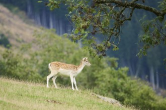 European fallow deer (Dama dama) hind standing on a meadow, tirol, Kitzbühel, Wildpark Aurach,