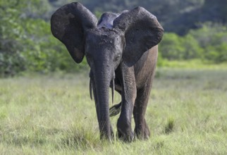 African forest elephant (Loxodonta cyclotis) in a clearing in Loango National Park, Parc National