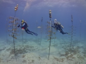 Coral cultivation. Two divers work on planting corals underwater in the ocean. The aim is to grow