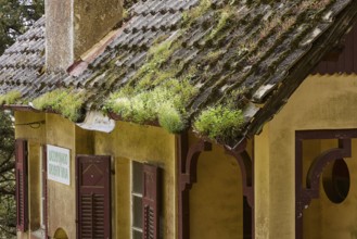 Weathered roof of an old house with plants and a sign in the forest, Big old trees, wild nature,