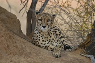 Cheetah (Acinonyx Jubatus) lying next to a termite mound and looking directly into the camera,