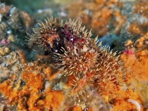 Bristle crab (Pilimnus) on an orange sea sponge. Dive site El Cabron Marine Reserve, Arinaga, Gran