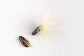 Two seeds, one with an umbrella flyer, of carduus marianus (Silybum marianum) on a white background