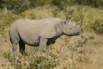 Black rhinoceros (Diceros bicornis) grazing in the thorn savannah, Etosha National Park, Namibia,