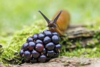 Red slug (Arion rufus), Germany, Europe