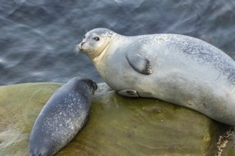 Harbor seal, phoca vitulina vitulina. Female seal and baby resting on a rock by the sea and