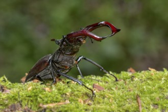 Stag beetle (Lucanus cervus), horned beetle, fire beetle, male with large mandibles, upper jaw,