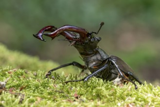 Stag beetle (Lucanus cervus), horned beetle, fire beetle, male with large mandibles, upper jaw,