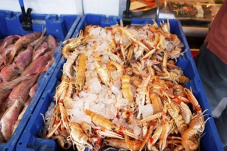 Prawns, fish market stall, Groningen, Netherlands