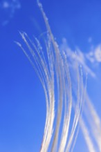 Feather grass (Stipa pennata) swaying in the wind at a blue sunny sky