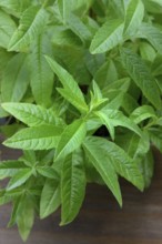 Lemon verbena, plant in pot, Aloysia citrodora