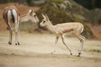 Close-up of a blackbuck (Antilope cervicapra) youngster in late summer, captive