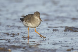 Common redshank (Tringa totanus) adult bird walking on a mudflat, Norfolk, England, United Kingdom,