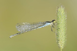 Small red-eyed damselfly (Erythromma viridulum), female, North Rhine-Westphalia, Germany, Europe