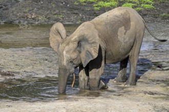 African forest elephant (Loxodonta cyclotis) in the Dzanga Bai forest clearing, Dzanga-Ndoki