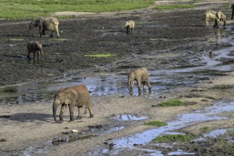 African forest elephants (Loxodonta cyclotis) in the Dzanga Bai forest clearing, Dzanga-Ndoki