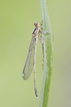 Willow emerald damselfly (Chalcolestes viridis) freshly hatched male, North Rhine-Westphalia,