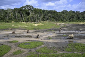 African forest elephants (Loxodonta cyclotis) in the Dzanga Bai forest clearing, Dzanga-Ndoki