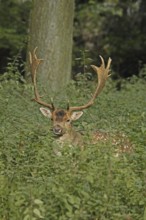 Fallow deer (Dama dama), A deer looks curiously out of its green hiding place, the antlers clearly