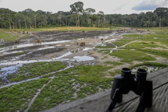 African forest elephants (Loxodonta cyclotis) in the Dzanga Bai forest clearing, binoculars,