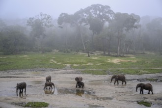 African forest elephants (Loxodonta cyclotis) in the Dzanga Bai forest clearing, Dzanga-Ndoki