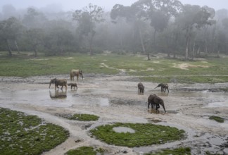 African forest elephants (Loxodonta cyclotis) in the Dzanga Bai forest clearing, Dzanga-Ndoki