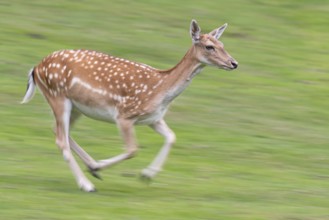 Fallow deer (Dama dama), game, hunting, running, Haltern, North Rhine-Westphalia, Germany, Europe