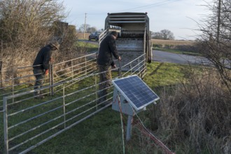 Shepherds prepare the sheep pens for loading, on the right a solar power supply for the fences,