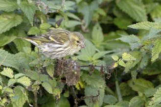 Female eurasian siskin (Spinus spinus), eats nettle seeds, Austria, Upper Austria, Europe