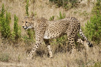 Cheetah (Acinonyx jubatus), walking in the dessert, captive, distribution africa