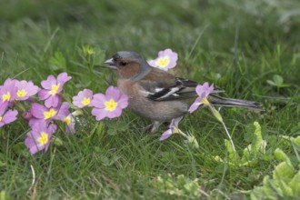 Male common chaffinch (Fringilla coelebs) foraging on flowering primroses in a spring meadow,