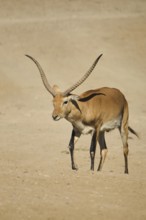 Southern lechwe (Kobus leche) walking in the dessert, captive, distribution Africa