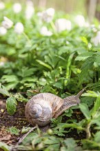 Roman snail (Helix pomatia) on the ground among flowering Wood anemone (Anemone nemorosa) at spring