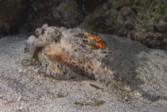 Poisonous Red Sea Walkman (Inimicus filamentosus), dive site House Reef, Mangrove Bay, El Quesir,