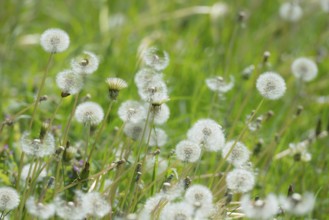 A green meadow full of dandelions in green grass, common dandelion (Taraxacum ruderalia), seed