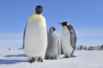 Emperor penguins (Aptenodytes forsteri), Pair with Chick, Snow Hill Island, Antartic Peninsula,