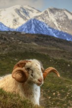 A sheep in the foreground with a breathtaking mountain panorama in the golden light, Kallikratis,