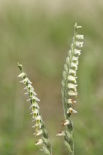 Autumn spiralis (Spiranthes spiralis), small orchids, very rare, two panicles on a nutrient-poor