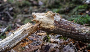 Detailed photo, forestry and clearing in the forest, Berlin, Germany, Europe