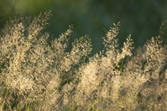 Wavy hair-grass (Deschampsia flexuosa), Lower Saxony, Germany, Europe