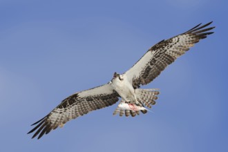 Western osprey (Pandion haliaetus) flying with preyed fish, Everglades National Park, Florida, USA,