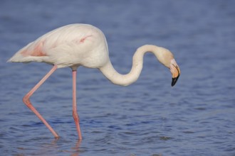 Greater flamingo (Phoenicopterus roseus), Camargue, Provence, southern France